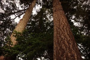 trees